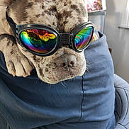 Vicky participe au concours pour gagner de l'argent avec cette photo : dog, goggles, indoor, reflection, rainbow, spotted, pet, comfort, person_reflection, closeup, animal, casual, resting, funny, colorful, wearing_accessory, cute, portrait, domestic_animal, relaxed