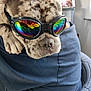 dog, goggles, indoor, reflection, rainbow, spotted, pet, comfort, person_reflection, closeup, animal, casual, resting, funny, colorful, wearing_accessory, cute, portrait, domestic_animal, relaxed