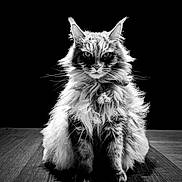Ozzy participe au concours pour gagner de l'argent avec cette photo : cat, fluffy, portrait, black_background, wooden_surface, animal, feline, sitting, long_hair, monochrome, dramatic_lighting, pet, whiskers, ears, fur, indoor, serious_expression, close_up, studio_photo, majestic