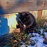 animal, backyard, black_cat, cat, deck, ears, grass, nature, outdoor, pet, shadow, sitting, snow, sunlight, tuxedo_cat, weeds, whiskers, white_chest, winter, wood