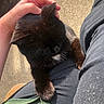 cat, black_cat, white_chest, pet, feline, sleepy, relaxed, cuddling, lap, hand, petting, whiskers, ears, fur, paws, outdoor, sunlight, pavement, person, clothing
