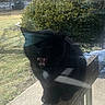 cat, black_cat, white_chest, fluffy, feline, pet, animal, sitting, perched, railing, porch, outdoor, winter, snow, yard, garden, shrub, cars, glass_reflection, meowing