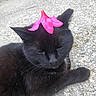 animal, black_cat, cat, close_up, concrete, cute, ears, feline, flower, funny, fur, lying_down, outdoor, pavement, pet, pink_flower, portrait, sitting, tail, whiskers