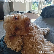 Nelson is registered to the contest to win money with this photo: animal, architecture, building, canine, cockerspaniel, couch, cushion, dog, door, furniture, homedecor, indoors, interiordesign, livingroom, pet, poodle, puppy, room, terrier, whitedog