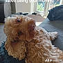 animal, architecture, building, canine, cockerspaniel, couch, cushion, dog, door, furniture, homedecor, indoors, interiordesign, livingroom, pet, poodle, puppy, room, terrier, whitedog