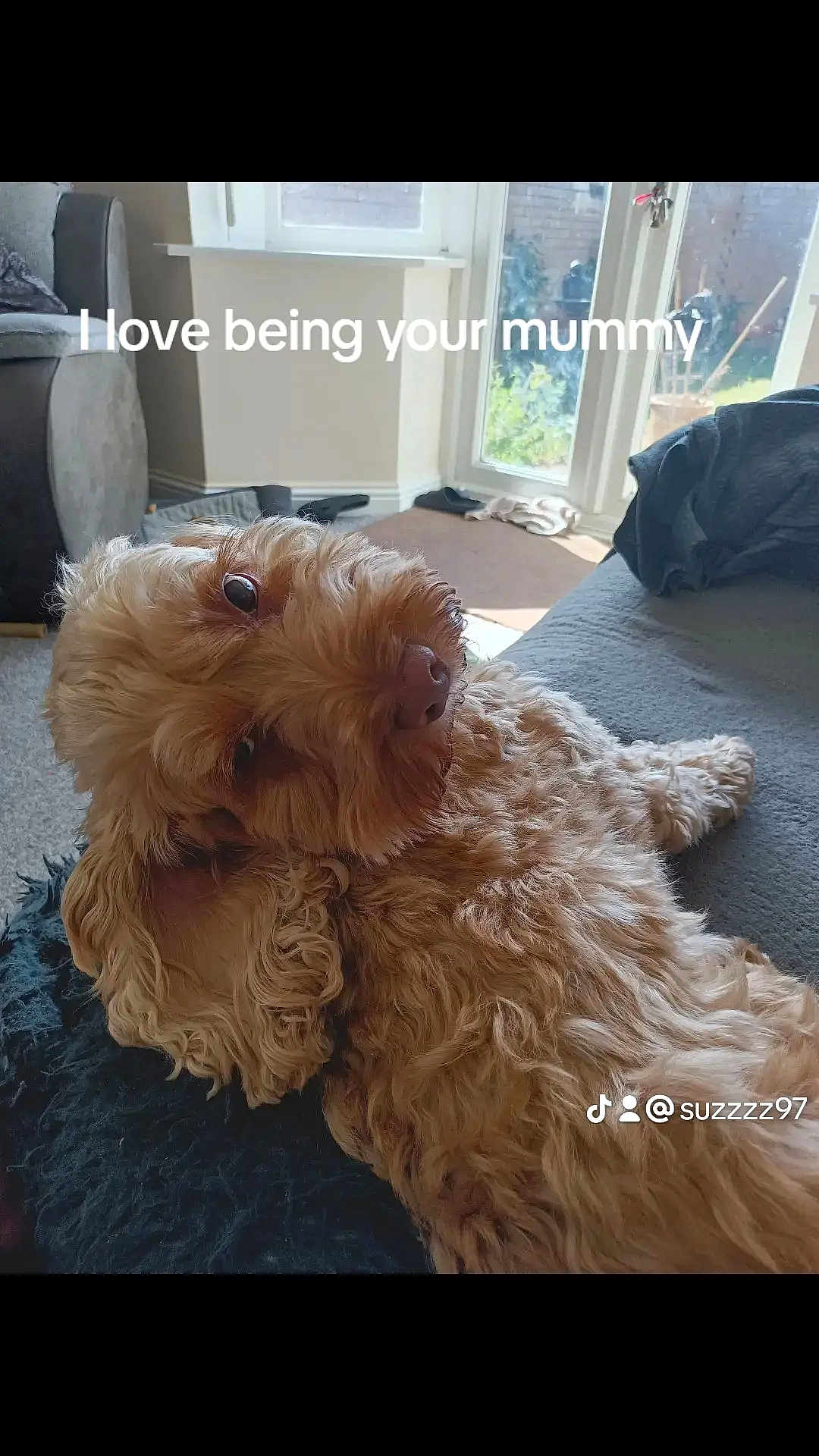 Nelson is registered to the contest to win money with this photo: animal, architecture, building, canine, cockerspaniel, couch, cushion, dog, door, furniture, homedecor, indoors, interiordesign, livingroom, pet, poodle, puppy, room, terrier, whitedog