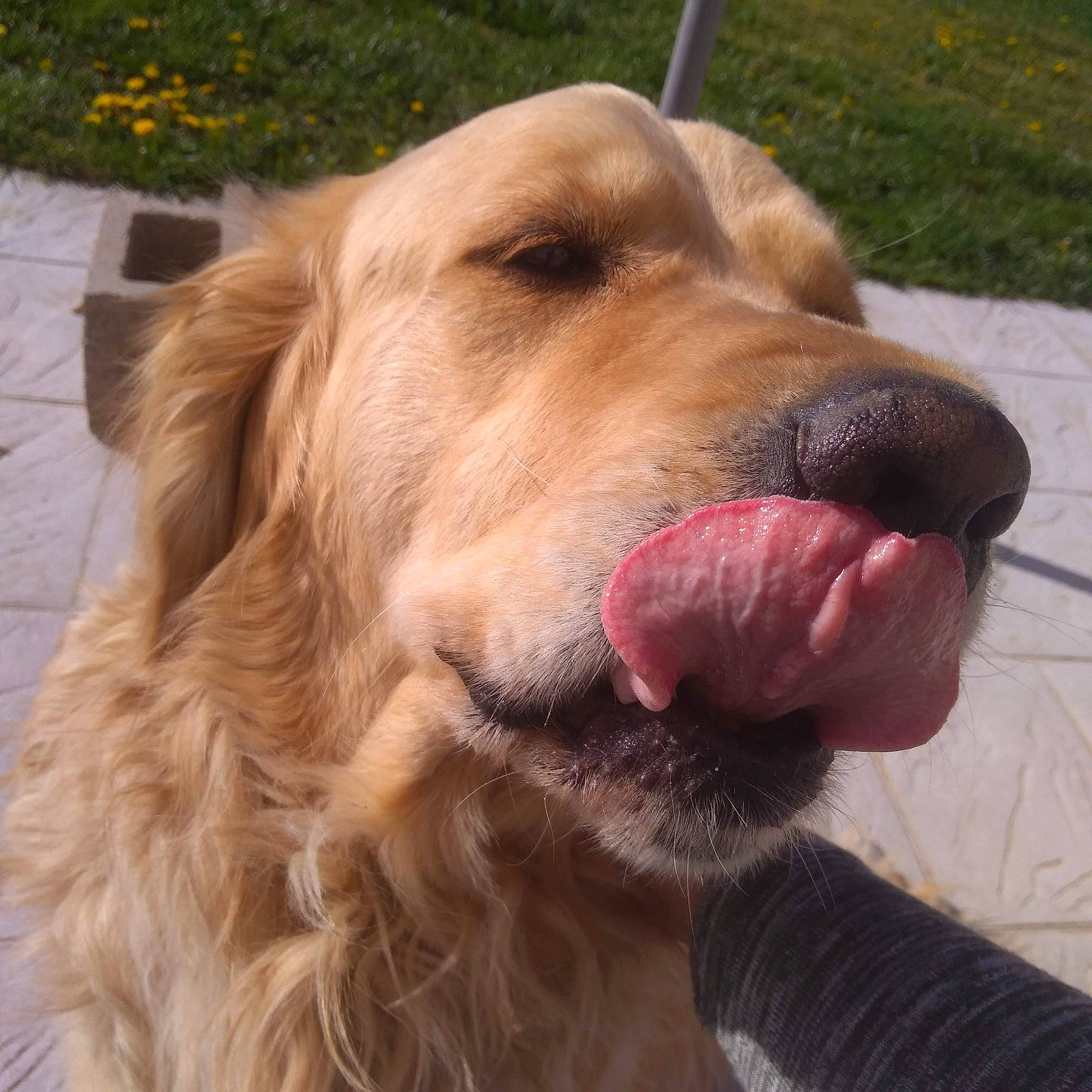 Moon a rejoint le concours — aidez-le/la à gagner de superbes lots ! canidae, carnivore, companion_dog, dog, dog_breed, dog_collar, fawn, fur, golden_retriever, grass, guard_dog, gun_dog, liver, plant, retriever, snout, sporting_group, whiskers, working_animal, working_dog