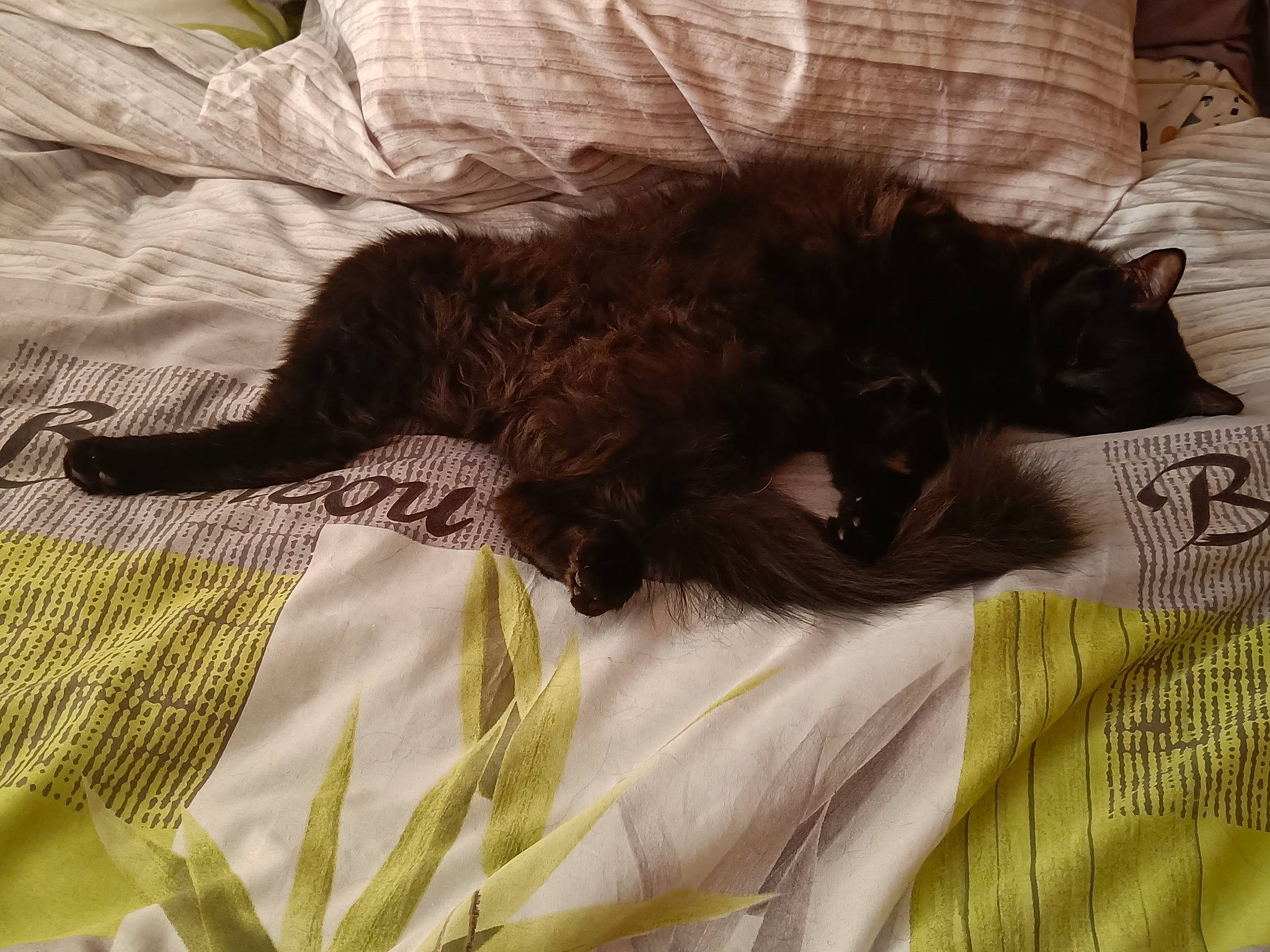 Latika a rejoint le concours — aidez-le/la à gagner de superbes lots ! bed, bed_sheet, bedding, black_cat, carnivore, cat, comfort, companion_dog, dog_breed, felidae, fur, grass, linens, liver, nap, pattern, small_to_medium_sized_cats, tail, textile, whiskers