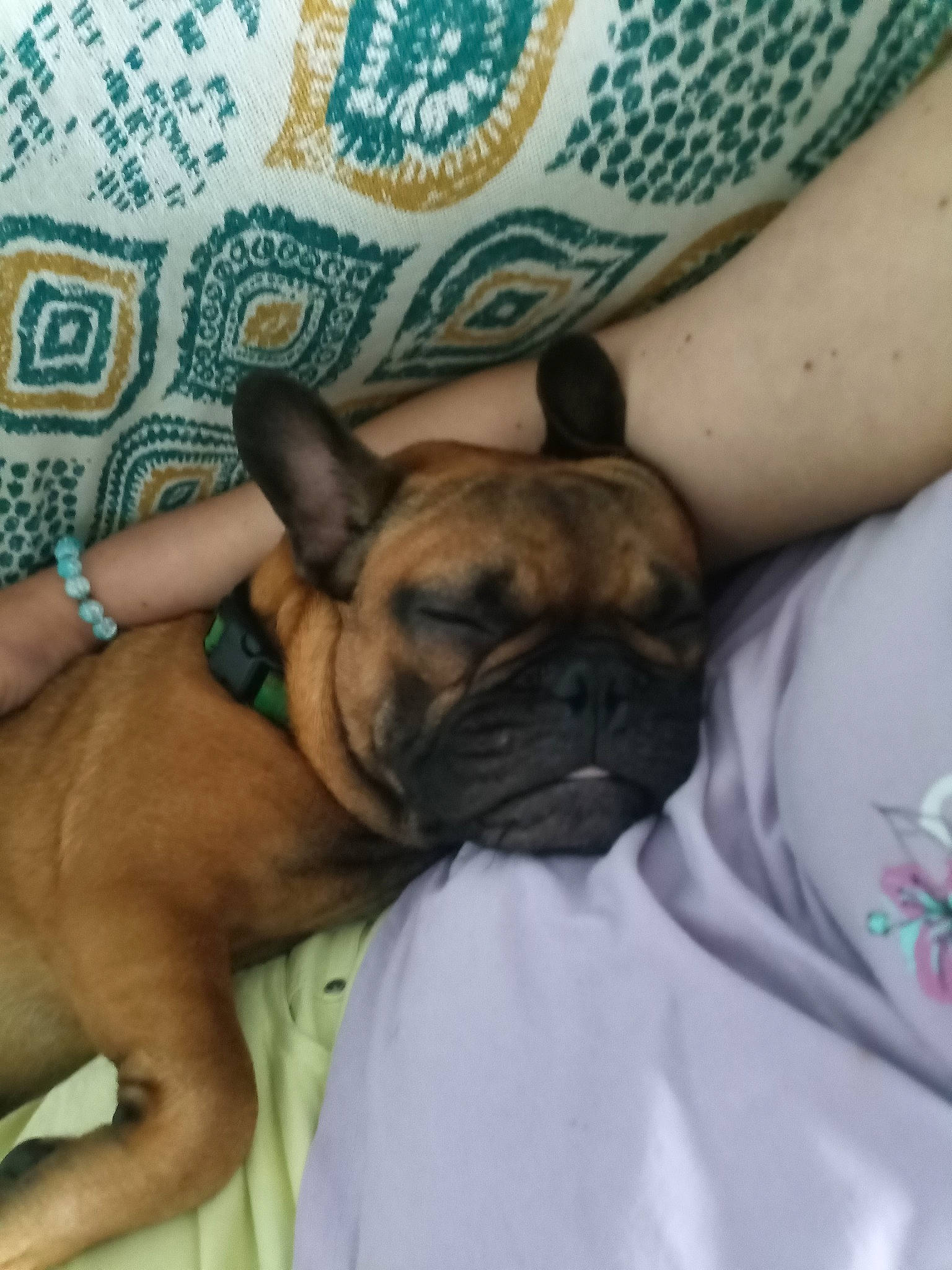 Timéo participe au concours pour gagner de l'argent avec cette photo : bulldog, carnivore, comfort, companion_dog, dog, dog_breed, ear, elbow, fawn, human_leg, linens, nap, pattern, pug, sporting_group, terrestrial_animal, toy_dog, whiskers, working_animal, wrinkle