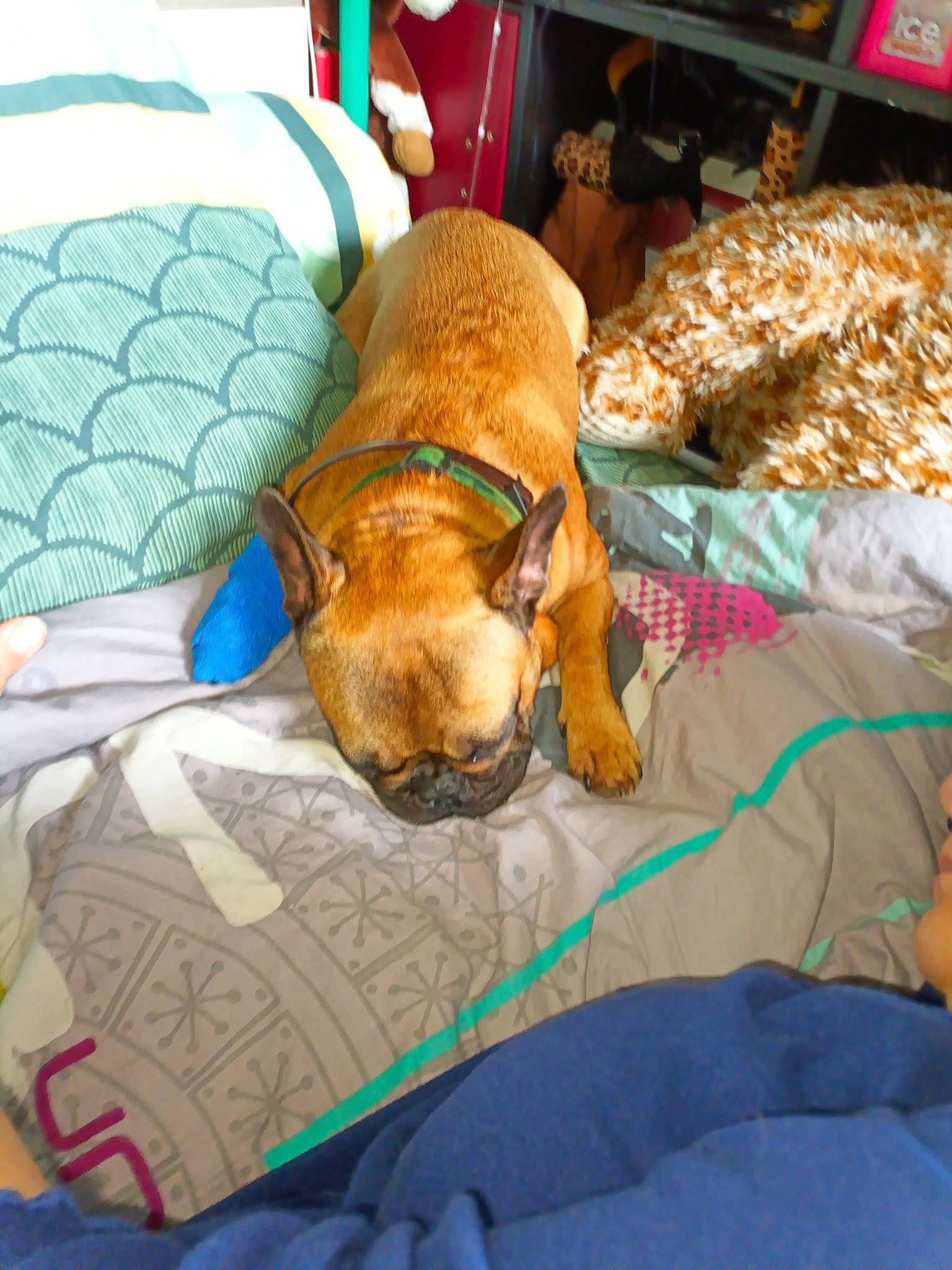 Timéo participe au concours pour gagner de l'argent avec cette photo : bedding, bedtime, canidae, carnivore, comfort, companion_dog, couch, dog, dog_breed, dog_supply, fawn, fur, linens, liver, non_sporting_group, pet_supply, puppy, room, snout, working_animal