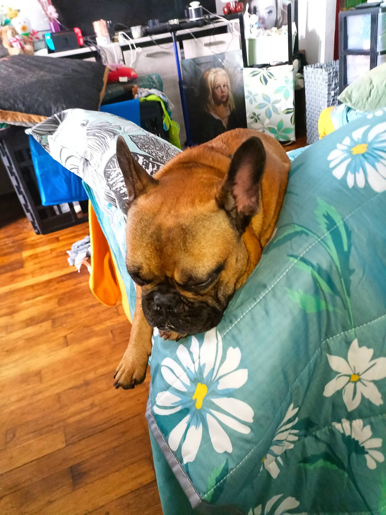 Timéo a rejoint le concours — aidez-le/la à gagner de superbes lots ! bag, canidae, carnivore, comfort, companion_dog, dog, dog_breed, dog_supply, fawn, flooring, flower, grass, hardwood, petal, plant, snout, sporting_group, toy_dog, wood, working_animal