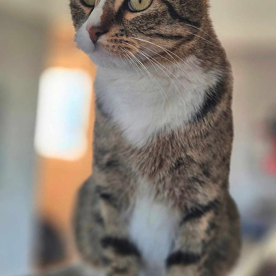 Tyrex