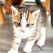 Zoé participe au concours pour gagner de l'argent avec cette photo : kitten, cat, blue_eyes, walking, indoor, floor, tile, young_animal, curious, pet, feline, small, cute, fur, whiskers, tabby, white_paws, animal, domestic, closeup