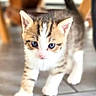 kitten, cat, blue_eyes, walking, indoor, floor, tile, young_animal, curious, pet, feline, small, cute, fur, whiskers, tabby, white_paws, animal, domestic, closeup