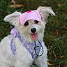animal, closeup, cute, dog, floral, fluffy, grass, harness, nature, outdoor, pet, pink_hat, portrait, puppy, purple_harness, sitting, small_dog, tongue_out, visor, white_fur