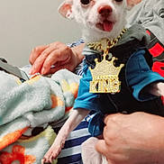 Bishop is registered to the contest to win money with this photo: dog, small_dog, white_dog, pet, person, hand, necklace, king_necklace, blue_clothing, striped_blanket, blanket, indoor, cute, tongue_out, emoji, sunglasses_emoji, holding, furniture, striped, relaxed