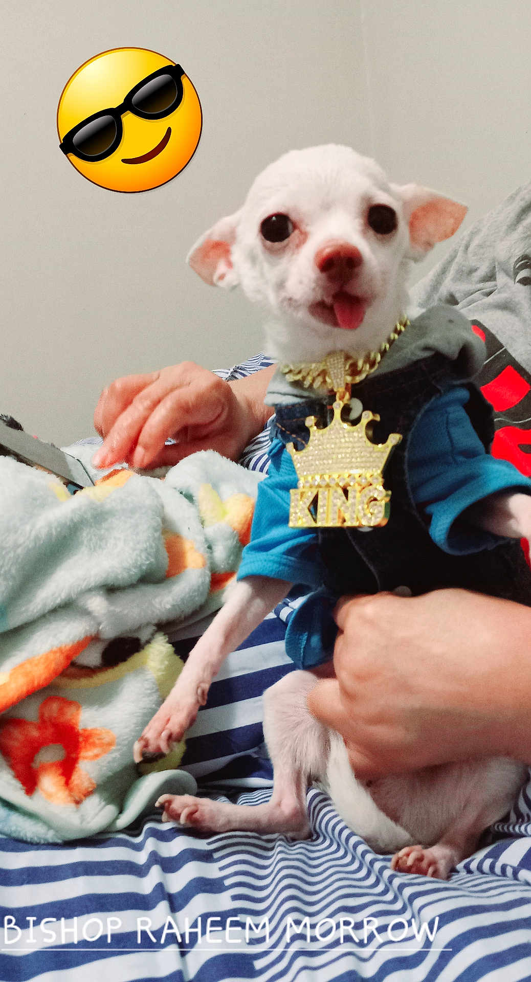 Bishop is registered to the contest to win money with this photo: dog, small_dog, white_dog, pet, person, hand, necklace, king_necklace, blue_clothing, striped_blanket, blanket, indoor, cute, tongue_out, emoji, sunglasses_emoji, holding, furniture, striped, relaxed
