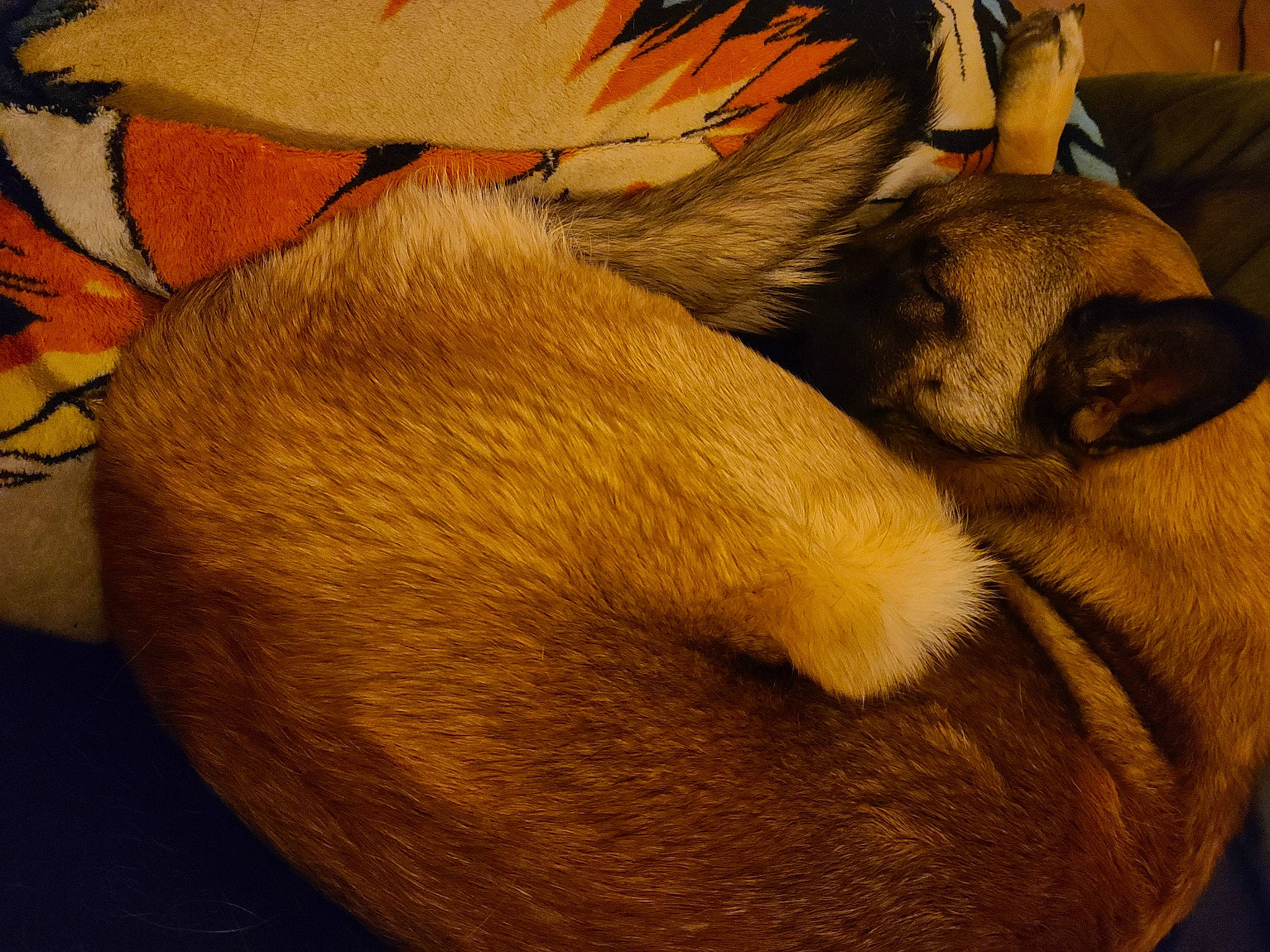 Loba joined the competition — help win amazing prizes! art, canidae, comfort, companion_dog, dog_breed, fawn, felidae, fur, human_leg, linens, liver, nap, paw, small_to_medium_sized_cats, snout, sporting_group, tail, whiskers, wildlife, wood