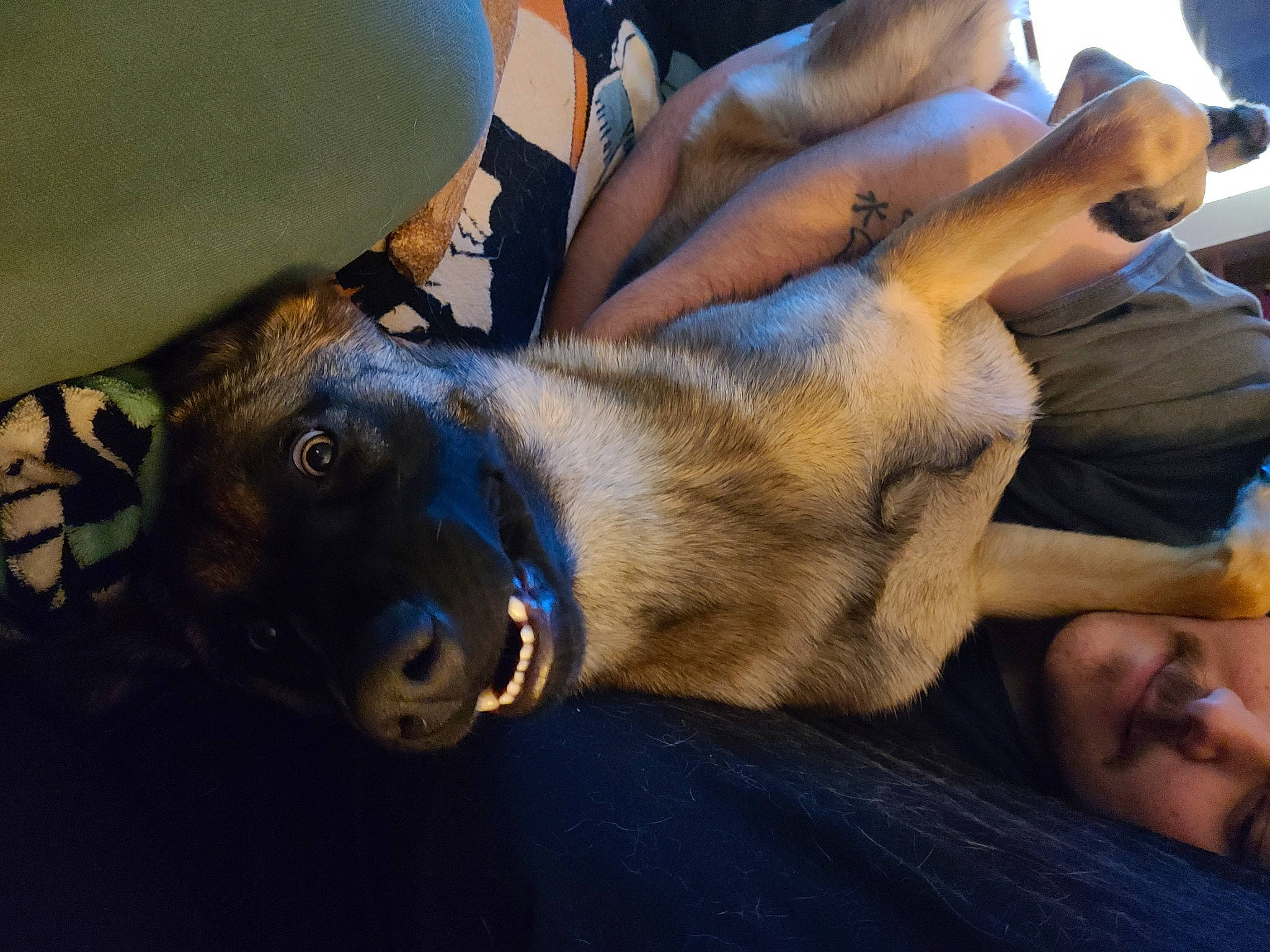 Loba joined the competition — help win amazing prizes! abdomen, carnivore, chest, collar, comfort, companion_dog, dog, dog_breed, dog_collar, elbow, fawn, gesture, hand, human_leg, knee, mammal, snout, thigh, working_animal, wrist