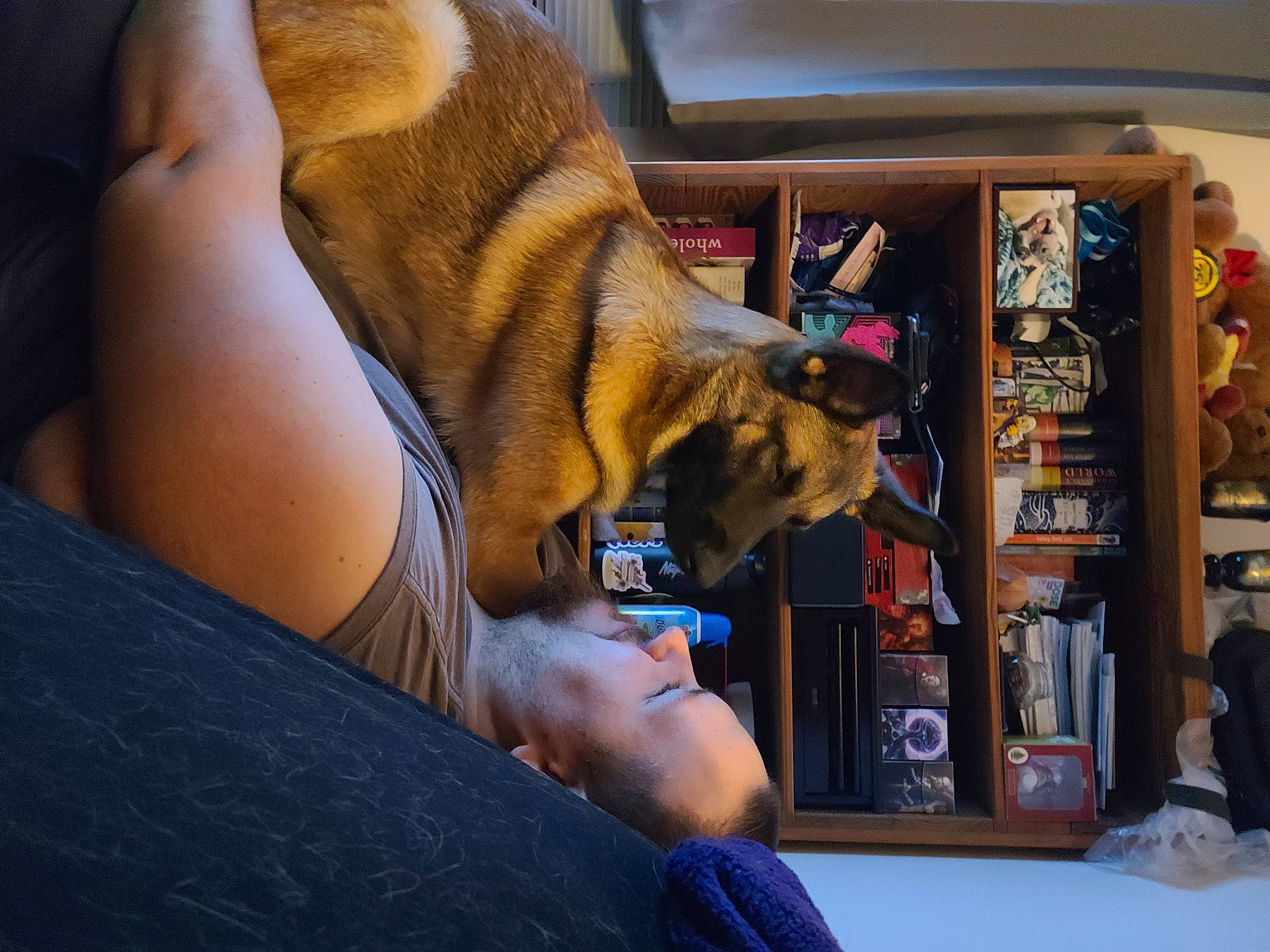 Loba joined the competition — help win amazing prizes! canidae, carnivore, comfort, companion_dog, dog, dog_breed, fawn, felidae, finger, foot, gesture, human_leg, knee, nail, shelf, thigh, thumb, vehicle_door, window, wrist