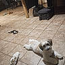 Twix Cardiar is registered to the contest to win money with this photo: animal, brown, chairs, cozy, dog, domestic, floor, fur, harness, indoor, living_space, luggage, pet, relaxed, shoes, small_dog, table, tile_floor, toy, white