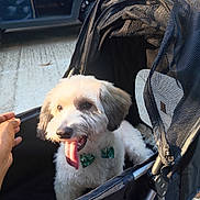 Twix Cardiar is registered to the contest to win money with this photo: animal, black, bow_tie, canine, concrete, dog, fur, hand, happy, leisure, mesh, outdoor, pet, portrait, smiling, stroller, sunlight, tongue_out, vehicle, white