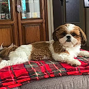 Athos Schmitt participe au concours pour gagner de l'argent avec cette photo : dog, shih_tzu, pet, small_dog, plaid_blanket, blanket, couch, sofa, indoor, wooden_cabinet, furniture, television, brown_fur, white_fur, fur, paw, face, portrait, relaxed, cozy