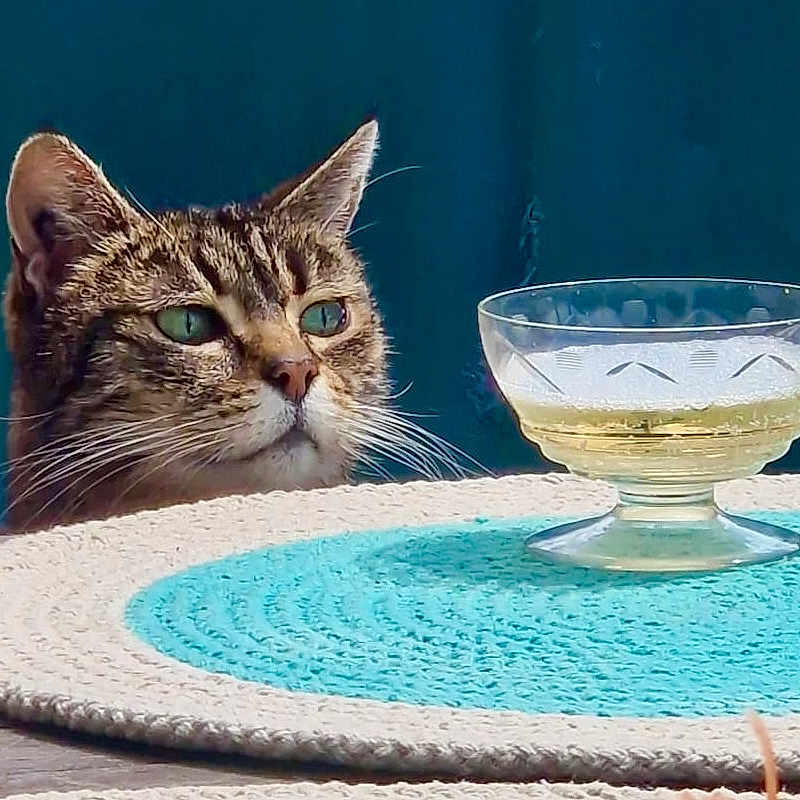 Phebe participe au concours pour gagner de l'argent avec cette photo : abyssinian, animal, bowl, cat, diningtable, dish, food, furniture, glass, goblet, kitten, manx, meal, pet, plant, pottedplant, pottery, saucer, table, tabletop
