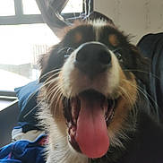 Aïka a rejoint le concours — aidez-le/la à gagner de superbes lots ! dog, close_up, tongue_out, happy, indoor, window, curtain, pillow, pet, canine, fur, mouth_open, excited, animal, domestic_animal, smiling, face, whiskers, blurred_background, natural_light