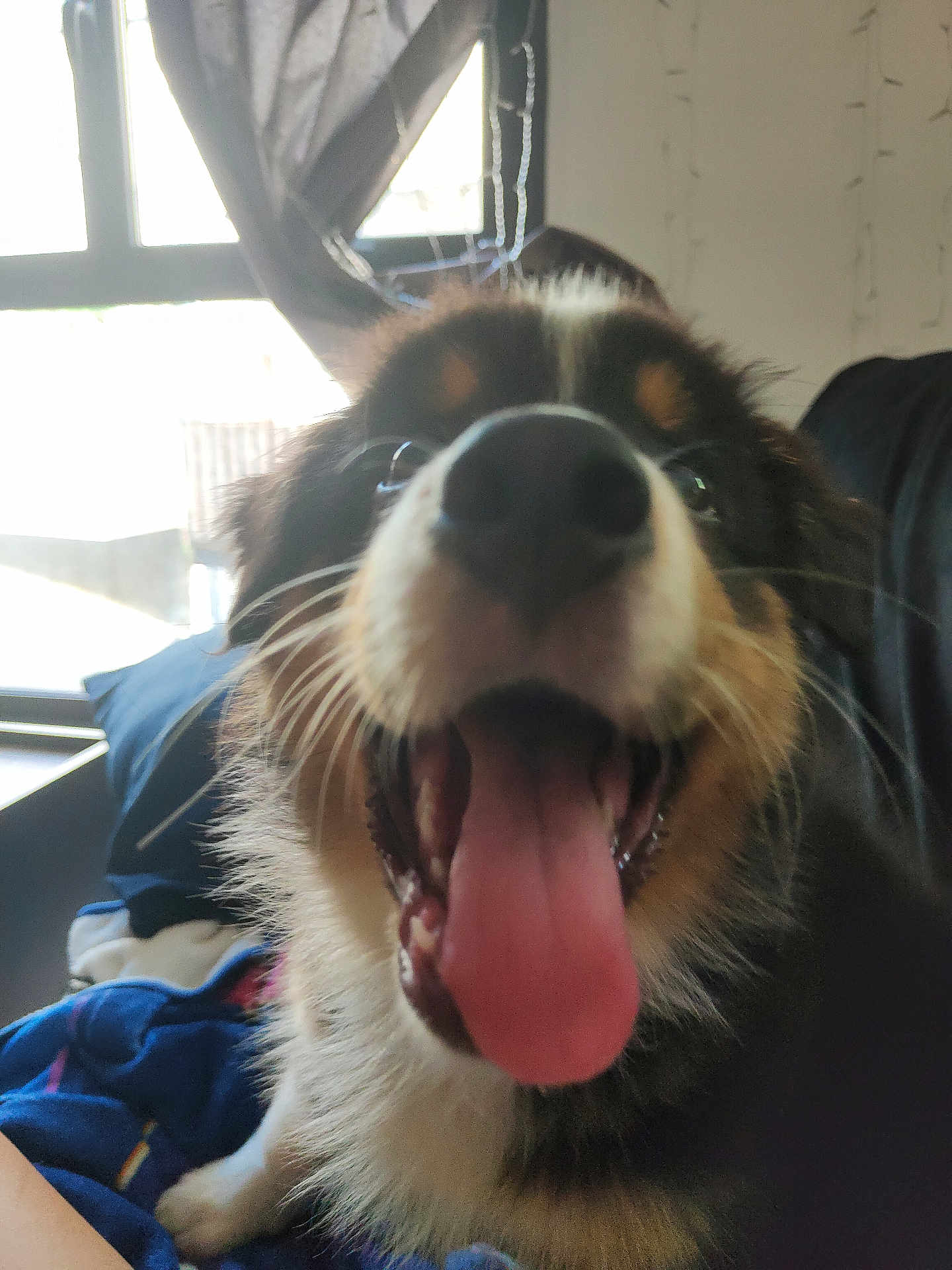 Aïka a rejoint le concours — aidez-le/la à gagner de superbes lots ! dog, close_up, tongue_out, happy, indoor, window, curtain, pillow, pet, canine, fur, mouth_open, excited, animal, domestic_animal, smiling, face, whiskers, blurred_background, natural_light