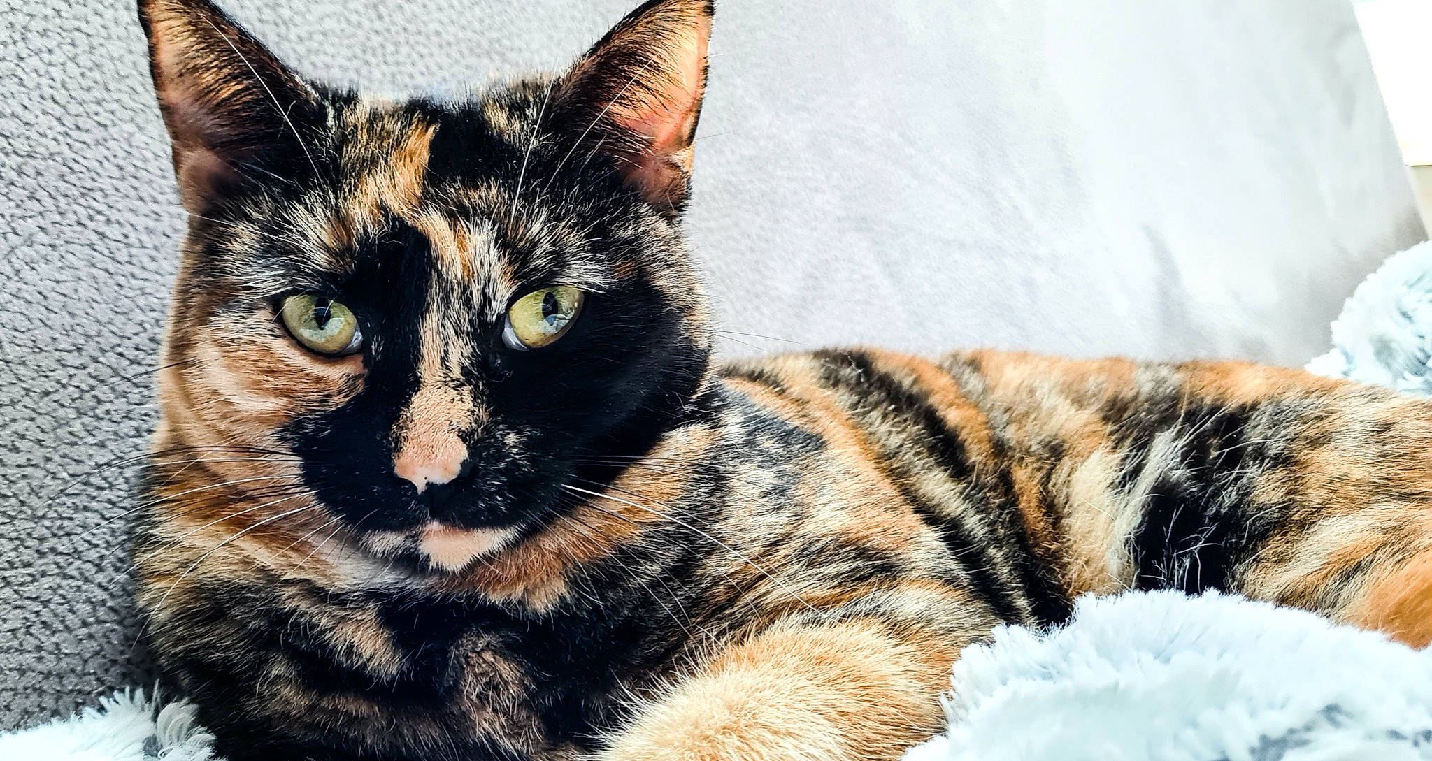 Mimitte participe au concours pour gagner de l'argent avec cette photo : american_shorthair, american_wirehair, asian, bengal, carnivore, cat, domestic_short_haired_cat, dragon_li, european_shorthair, eye, felidae, fur, mammal, nose, small_to_medium_sized_cats, snout, tabby_cat, toyger, whiskers, wildlife