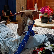 Harley Garcia joined the competition — help win amazing prizes! dog, bed, toy, blue_rope, jeans, ripped_jeans, hand, table, flowers, vase, wooden_cabinet, curtains, blanket, person, indoor, floor, sneakers, furniture, brown_dog, white_markings