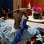 dog, bed, toy, blue_rope, jeans, ripped_jeans, hand, table, flowers, vase, wooden_cabinet, curtains, blanket, person, indoor, floor, sneakers, furniture, brown_dog, white_markings