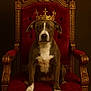 Harley Garcia is registered to the contest to win money with this photo: animal, canine, chair, crown, decoration, dog, expression, furniture, gold, indoor, luxury, majestic, noble, pet, portrait, red_velvet, regal, royal, seated, throne