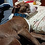 dog, sleeping, brown_fur, collar, bed, pillow, floral_pattern, indoor, furniture, cup, spray_bottle, shoe, wooden_cabinet, blanket, relaxation, pet, domestic, calm, resting, closeup