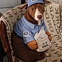 animal, brown_dog, canine, chair, costume, costumed_pet, cute, dog, envelopes, expressive_eyes, fabric, hat, indoor, mail_carrier, mailbag, patterned_blanket, pet, portrait, sitting, uniform