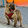 animal, beach, building, coast, dog, fur, happy, harness, nature, orange_sky, outdoor, person, pet, portrait, sand, sky, small_dog, sunset, sunset_sky, walking