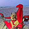 Murphy is registered to the contest to win money with this photo: animal, beach, canine, coast, dog, happy, nature, ocean, outdoor, pet, red_chair, red_harness, relaxing, sand, sitting, small_dog, summer, sunset, vacation, water