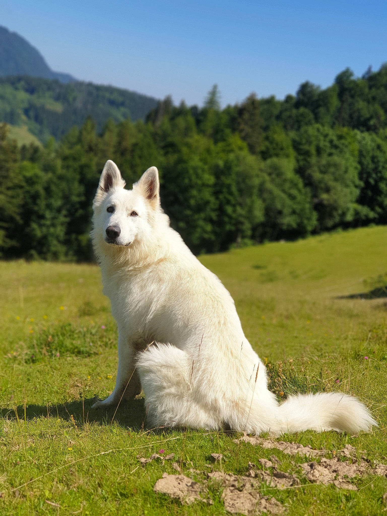 Newton a rejoint le concours — aidez-le/la à gagner de superbes lots ! canidae, carnivore, collar, companion_dog, dog, dog_breed, fawn, grass, grassland, landscape, pasture, plant, sky, snout, sporting_group, tail, terrestrial_animal, tree, wildlife, working_animal