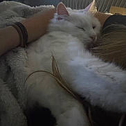 Moumoune participe au concours pour gagner de l'argent avec cette photo : cat, white_cat, furry, sleeping, cozy, blanket, arm, indoor, pet, relaxed, soft, resting, closeup, fur, comfort, domestic_animal, cute, warm, snuggling, content