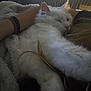 cat, white_cat, furry, sleeping, cozy, blanket, arm, indoor, pet, relaxed, soft, resting, closeup, fur, comfort, domestic_animal, cute, warm, snuggling, content