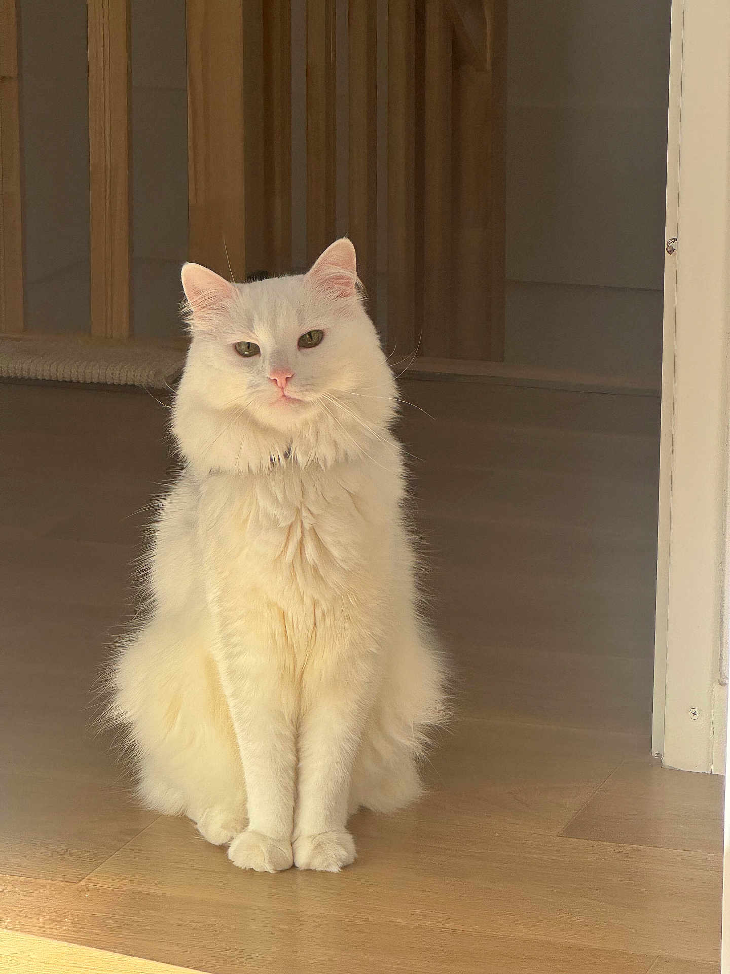 Moumoune participe au concours pour gagner de l'argent avec cette photo : cat, white_cat, fluffy, sitting, indoor, wooden_floor, pet, feline, animal, fur, calm, natural_light, domestic, cute, portrait, whiskers, ears, paws, relaxed, house