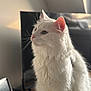 Moumoune a rejoint le concours — aidez-le/la à gagner de superbes lots ! cat, white_cat, fluffy, indoor, pet, feline, fur, whiskers, ears, closeup, portrait, domestic_animal, animal, looking_away, soft_light, household, television, clock, calm, cute