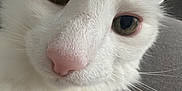 Moumoune participe au concours pour gagner de l'argent avec cette photo : cat, white_cat, close_up, fluffy_fur, pink_nose, green_eyes, whiskers, pet, animal, mammal, indoor, portrait, cute, feline, soft_texture, curious, face, nose, eye, fur