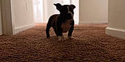 Koko Jamison joined the competition — help win amazing prizes! dog, puppy, indoor, hallway, carpet, low_angle, silhouette, backlit, shallow_depth_of_field, blur, bokeh, doorway, white_wall, home_interior, pet, small_dog, short_legs, black_and_white, standing, soft_lighting