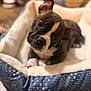 Koko Jamison is registered to the contest to win money with this photo: dog, puppy, pet, bed, blanket, head_tilt, cute, bokeh, close_up, paw, domestic_animal, animal_face, brindle, white_marking, cozy, indoor, plush, soft, curious, portrait