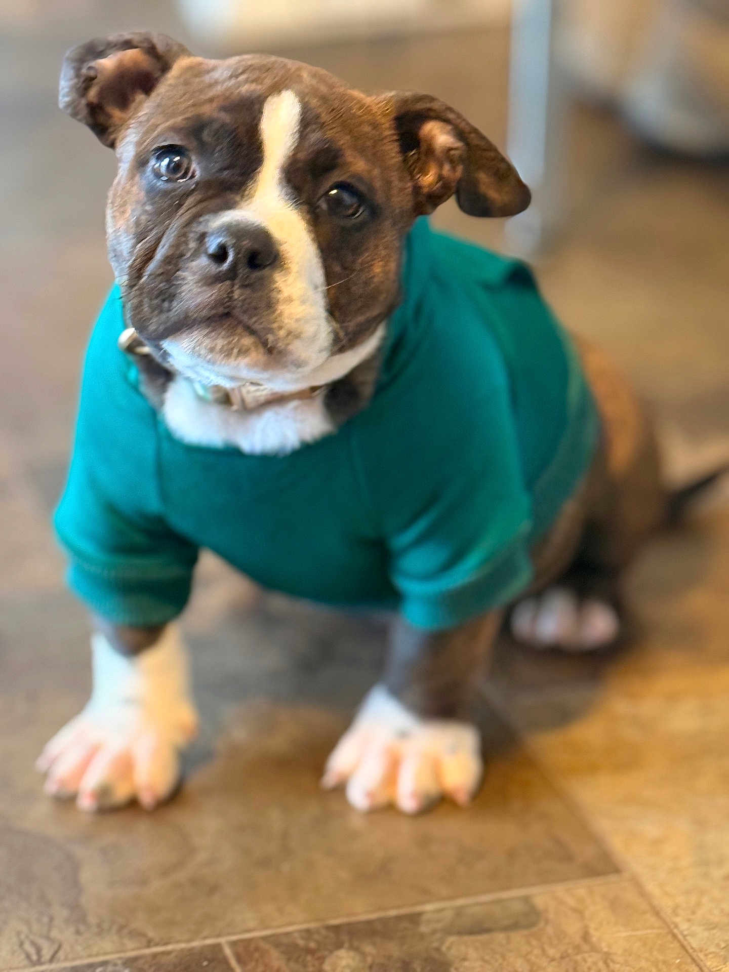 Koko Jamison is registered to the contest to win money with this photo: dog, puppy, bulldog_mix, brindle, teal_sweater, clothing, paws, white_paws, collar, cute, indoor, tile_floor, portrait, closeup, looking_up, big_eyes, short_hair, pet, domestic_animal, shallow_depth_of_field