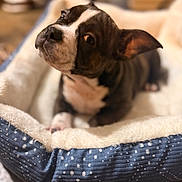 Koko Jamison joined the competition — help win amazing prizes! dog, puppy, pet, bed, blanket, brindle, white_marking, ear, paw, cozy, portrait, close_up, indoor, bokeh, soft_texture, looking_up, polka_dot, fur, resting, home