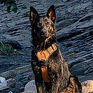 Arès a rejoint le concours — aidez-le/la à gagner de superbes lots ! adventure, alert, animal, black_and_tan, dog, dramatic_lighting, german_shepherd, harness, long_hair, mountain, nature, outdoors, pet, portrait, rocks, rocky_background, sitting, slate, sunlight, upright_ears