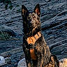 adventure, alert, animal, black_and_tan, dog, dramatic_lighting, german_shepherd, harness, long_hair, mountain, nature, outdoors, pet, portrait, rocks, rocky_background, sitting, slate, sunlight, upright_ears